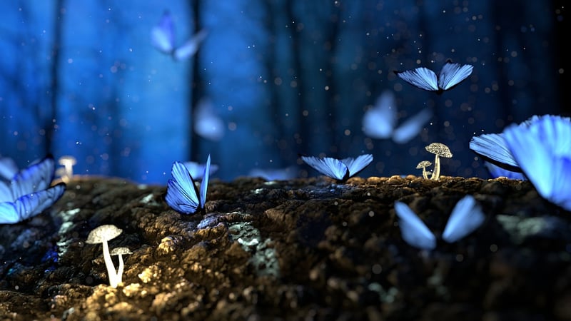Enchanted Woods