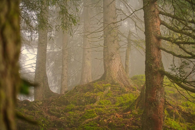Forest foraging