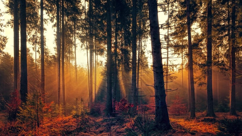 Fairytale Forest Clearing